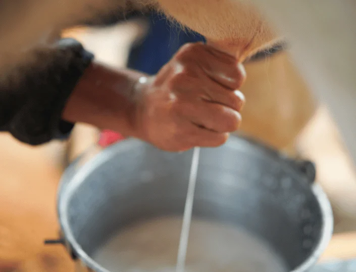A Class A2 Milk: Revolutionizing Dairy in Dehradun 3