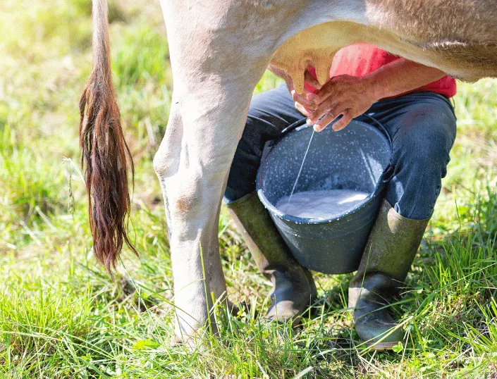 A2 Cow Milk: The Science-Backed Guide to Health Benefits and Local Availability 2