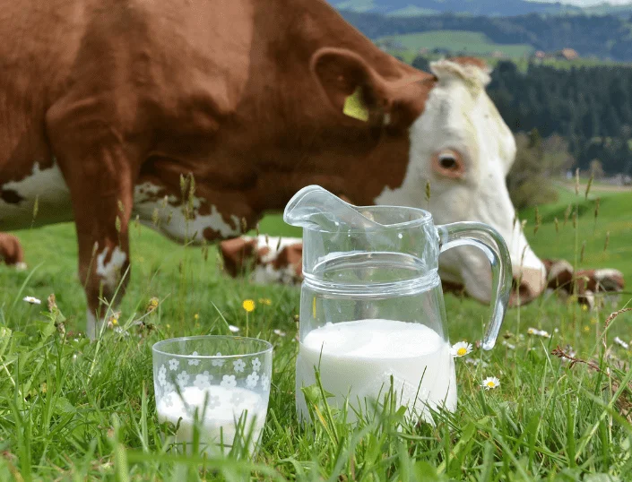Buffalo Milk vs Cow Milk: A Nutritional Deep Dive for Indian Households 2