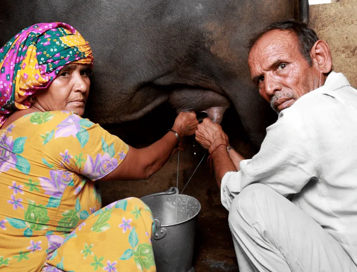 Buffalo Milk vs Cow Milk: A Nutritional Deep Dive for Indian Households 3